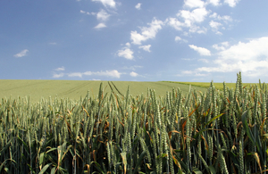 field of crops with a blue sky