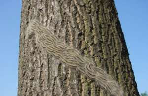 Oak processionary moth pest on a tree