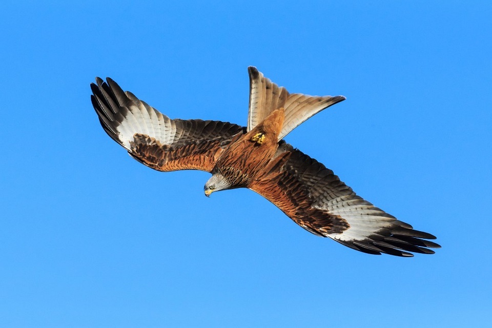 Red kites, cake and countryside