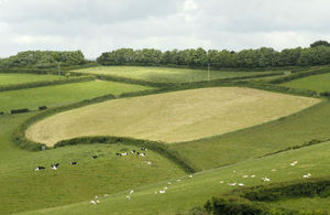 A field with cows