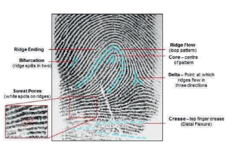Forensic Information Databases annual report 2021 to 2022 (accessible