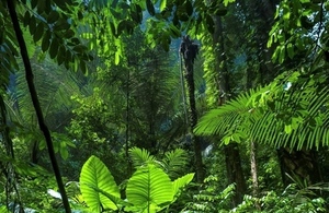 Forest trees and plants