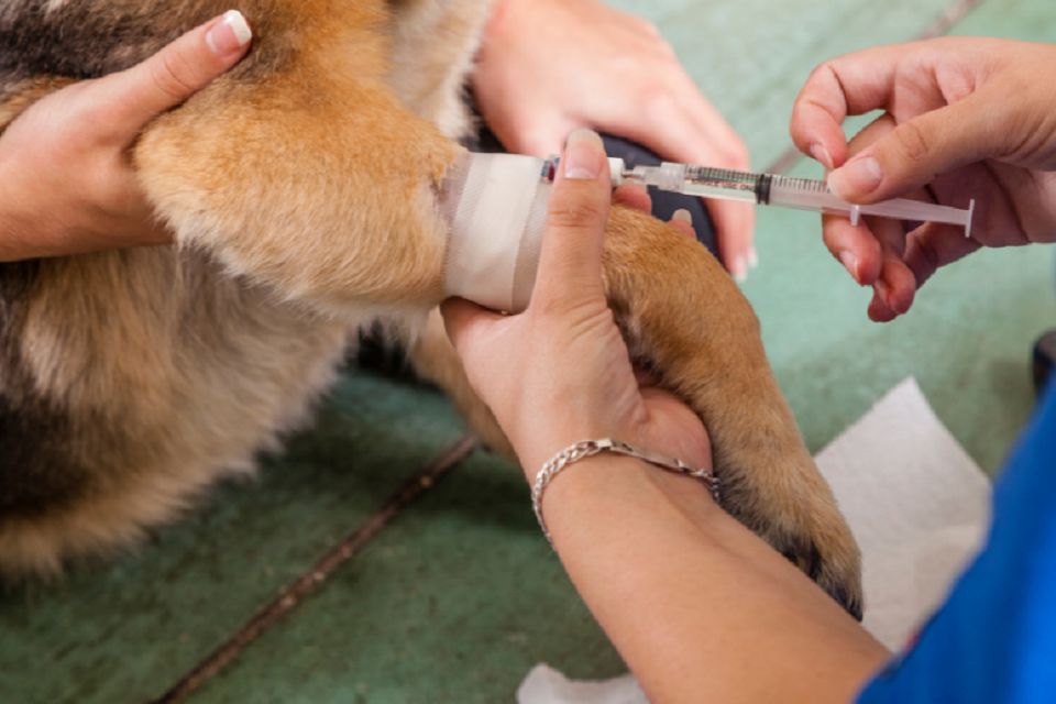 Intravenous use of co-amoxiclav products – Adverse events