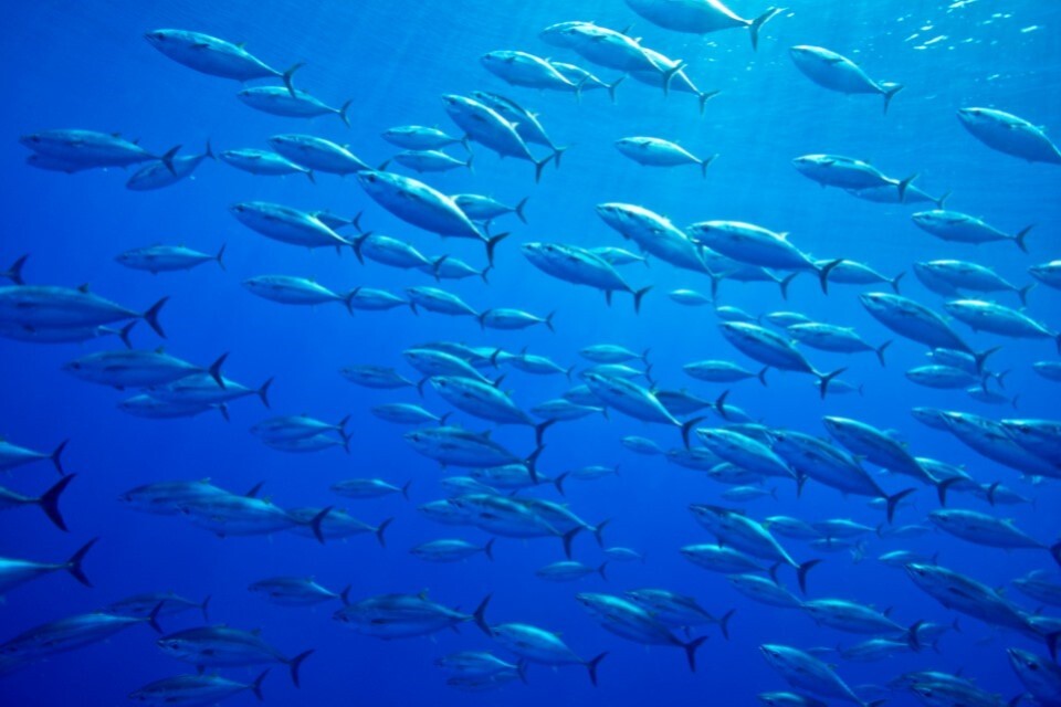 Government opens more opportunities for sustainable Atlantic bluefin tuna  fisheries outside the EU 