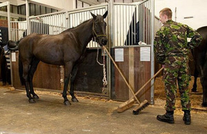 Llamrei, named after King Arthur's charger, joins in with the mucking out