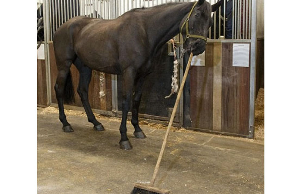 Llamrei, one of the youngest horses in the regiment, has only just passed out of training  