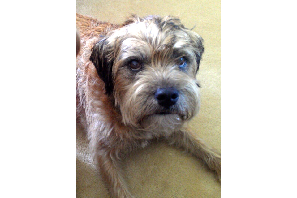 Barnaby the Border Terrier