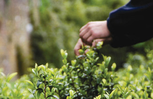 Tea being picked