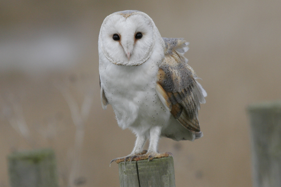 A barn owl
