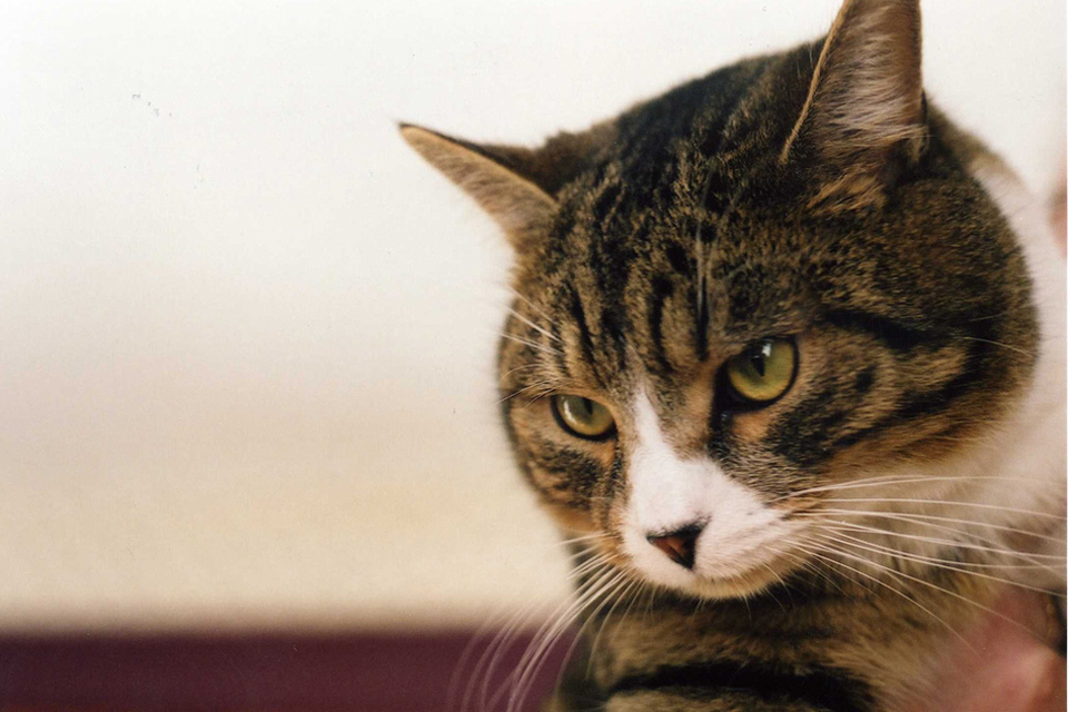 Cases Of Tb In Domestic Cats And Cat To Human Transmission Risk