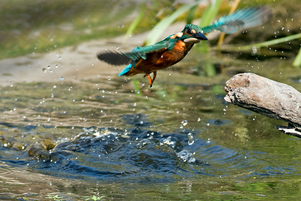 Kingfisher in flight