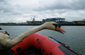 Rescued swan