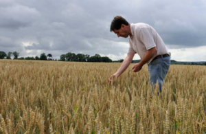 Farmer in a field