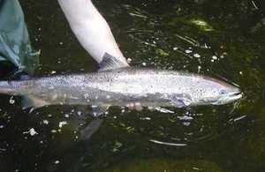 Salmon being released into the water