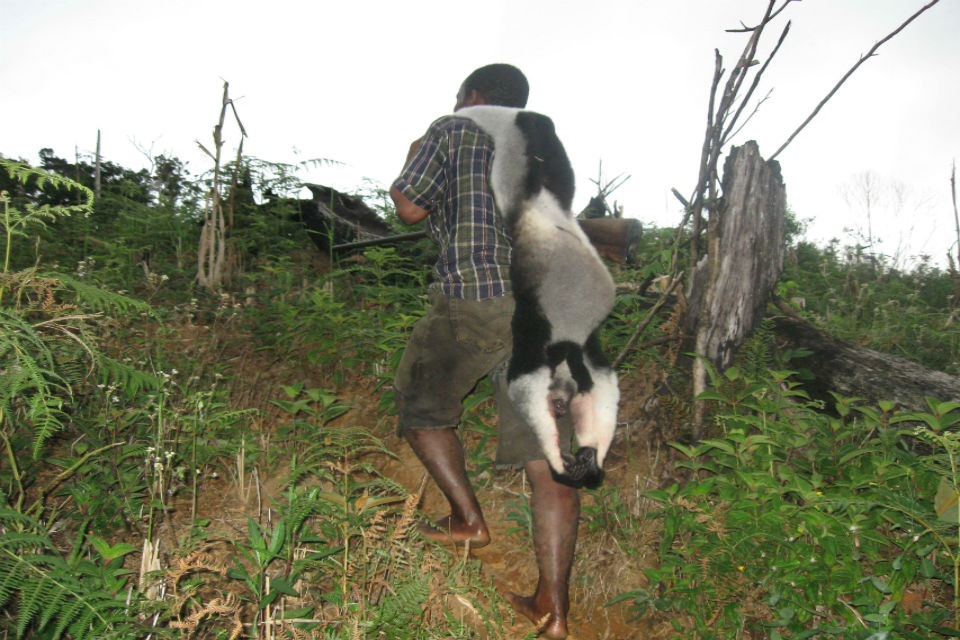 Man carrying a dead lemur on his back