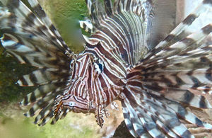 Invasive Lionfish