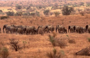 Elephants in Mali