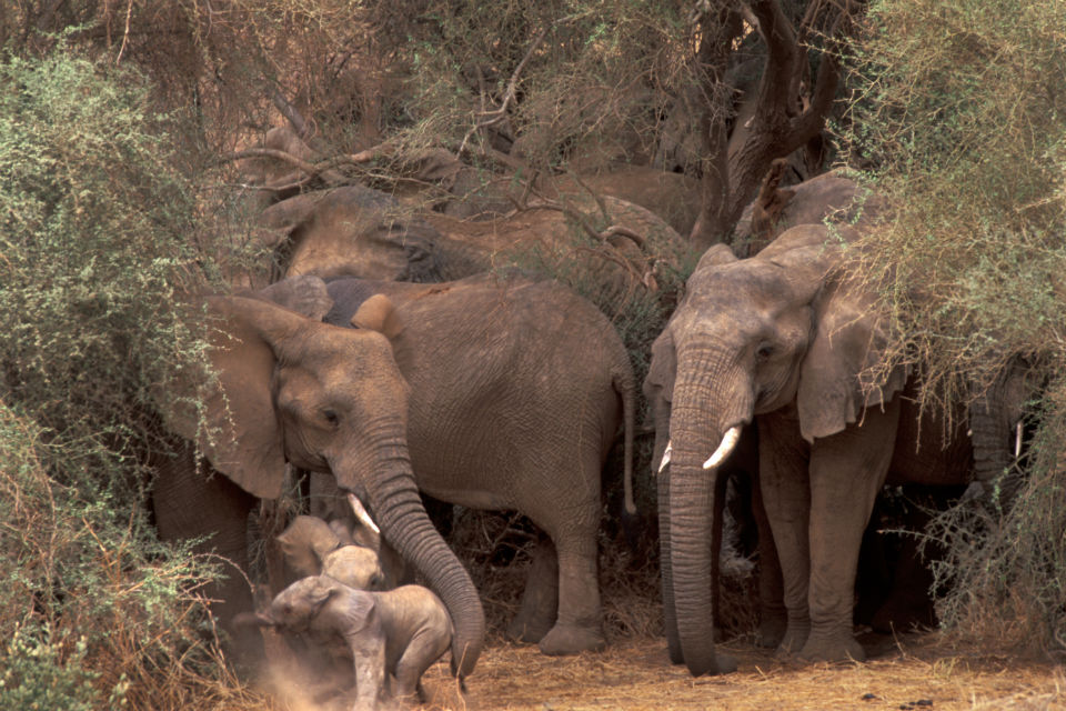 Elephant caressing baby elephant