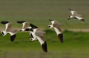 6 sociable lapwings in the steppes of Kazakhstan