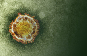 Coronavirus pathogen