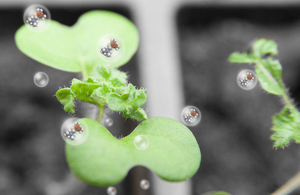 White mustard plant with an artist's impression of molecules superimposed [Picture: Crown copyright]