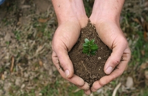 Seedling in hands