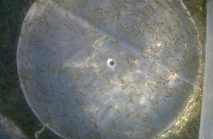 Dace fry produced at Calverton fish farm