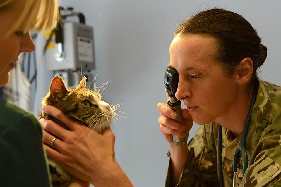 Angela at work at the PDSA in Llanharan, south Wales