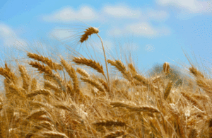 Wheat