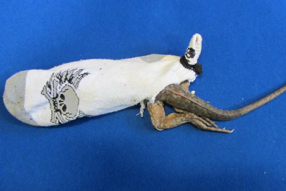Iguana smuggled in sock