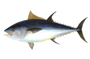Illustration of bluefin tuna