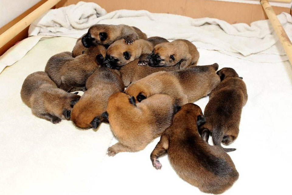 12 Belgian Shepherd puppies, seven dogs and five bitches, were born on 10 July 2010
