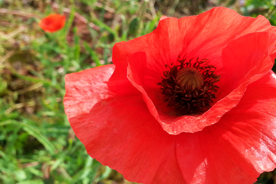 Poppy flower