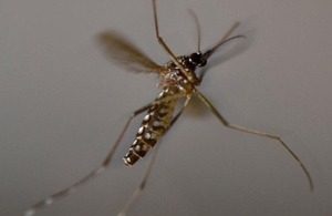 OX513A Aedes aegypti