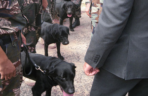 UK trained military dogs