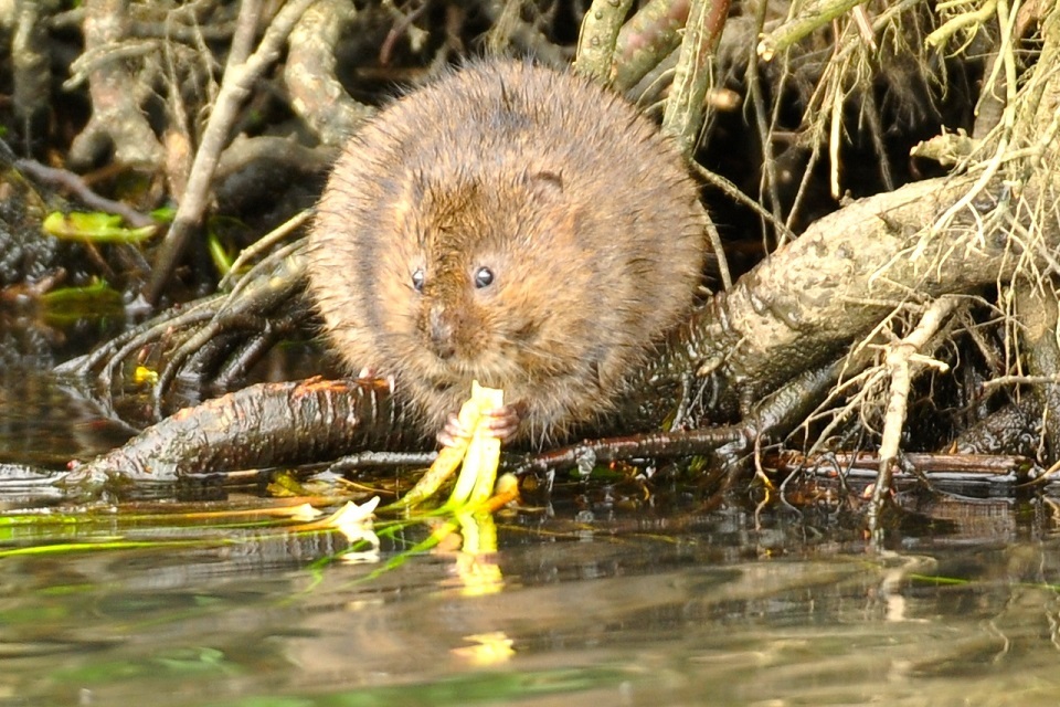 Water voles return to every county in England GOV.UK
