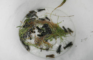 Small white clawed crayfish in a bowl