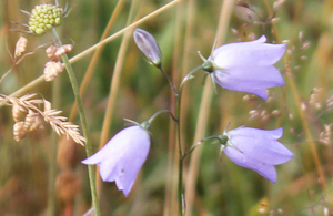 Harebell