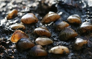The quagga mussel - Picture courtesy of Dr David Aldridge, Cambridge University.