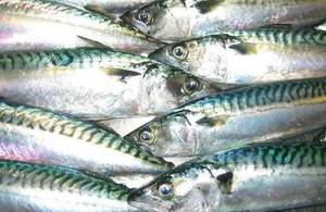 Mackerel