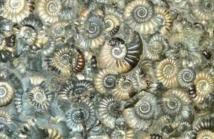 Jurassic ammonites from Somerset