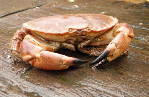 crab