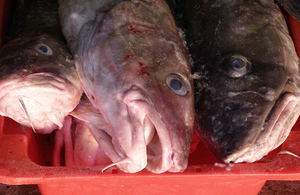 picutre of cod