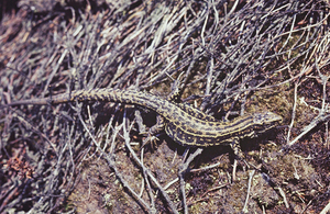 Common lizard