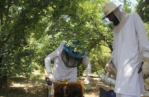 Helmand farmers' bee farms