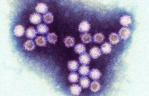 Norovirus