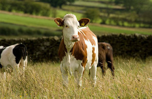 Image of a cow