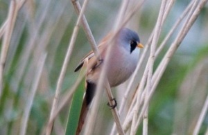 Bearded tit