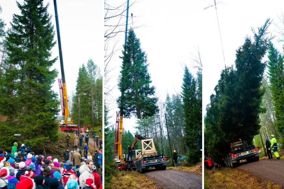 Tree transport