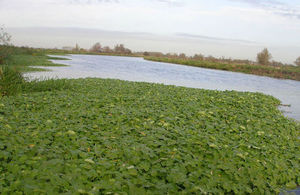 Pennywort in the river looks like a mat